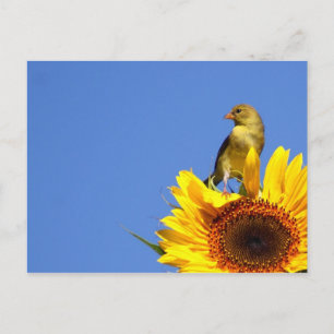 Postal Goldfinch estadounidense sobre el girasol