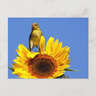 Postal Goldfinch estadounidense sobre el girasol