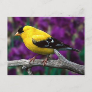 Postal Goldfinch estadounidense (Spinus tristis)