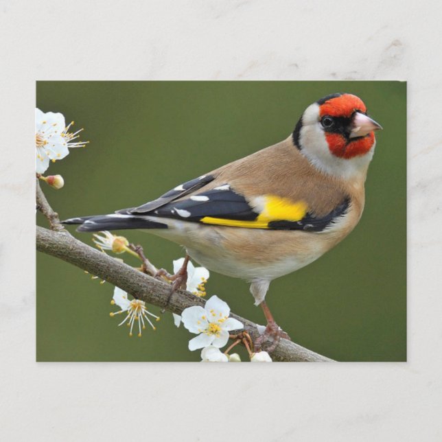 Postal Goldfinch europeo (Carduelis carduelis) (Anverso)