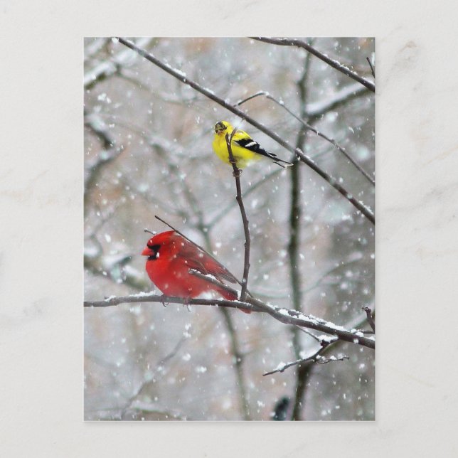 Postal Goldfinch Y Cardinal (Anverso)