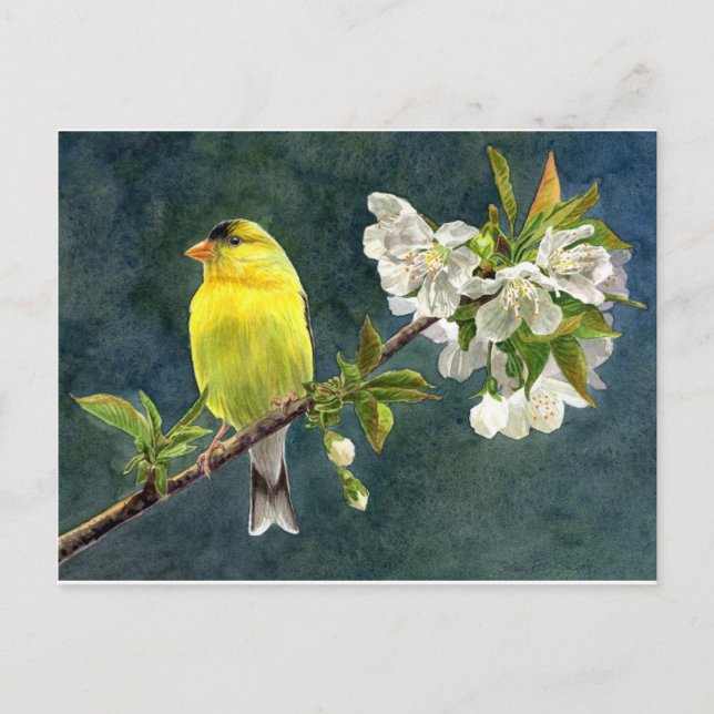 Postal Goldfinch y flores de cerezo (Anverso)