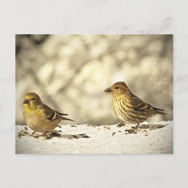Postal Goldfinch y Pine Siskin (Anverso)