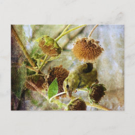 Postal Goldfinch y Sunflowers