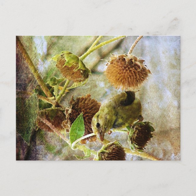 Postal Goldfinch y Sunflowers (Anverso)