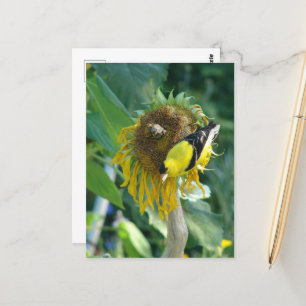 Postal Goldfinch y un girasol