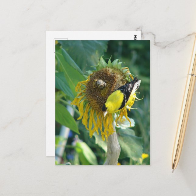 Postal Goldfinch y un girasol (Anverso/Reverso In Situ)