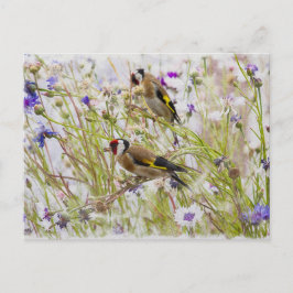 Postal Goldfinches