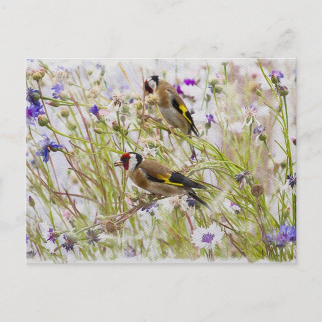 Postal Goldfinches (Anverso)