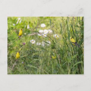 Postal Goldfinches Y Flores Silvestres