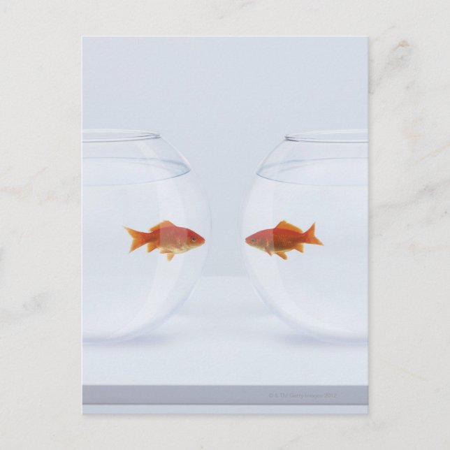 Postal Goldfish en los fishbowls separados que miran la (Anverso)