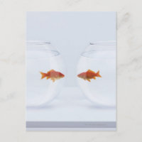 Goldfish en los fishbowls separados que miran la