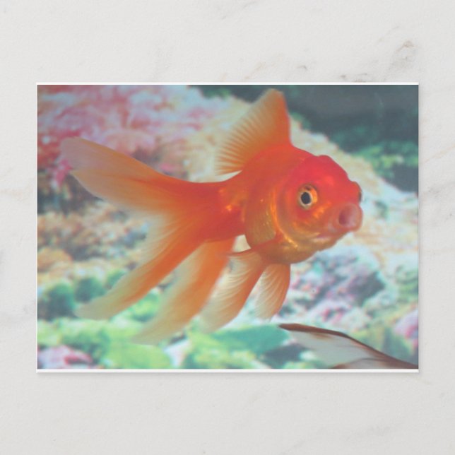 Postal Goldfish que habla (Anverso)
