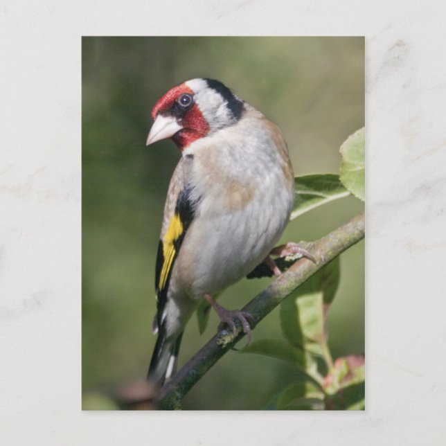 Postal Goldie Postcard (Anverso)