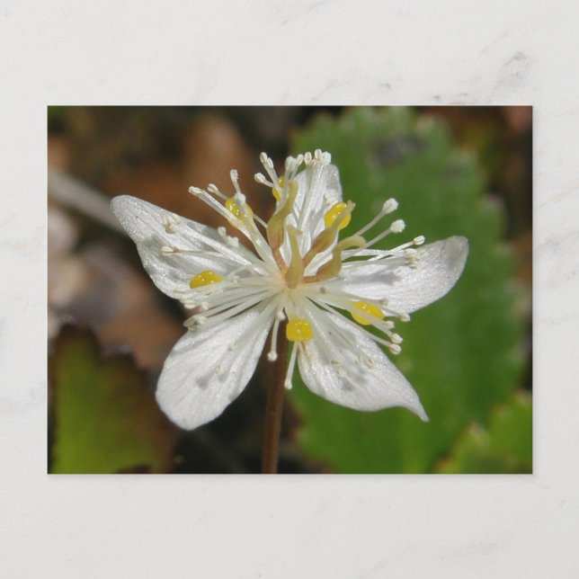 Postal Goldthread Blossom, Isla Unalaska (Anverso)