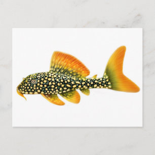 Postal Goldy Sunshine Pleco Postcard