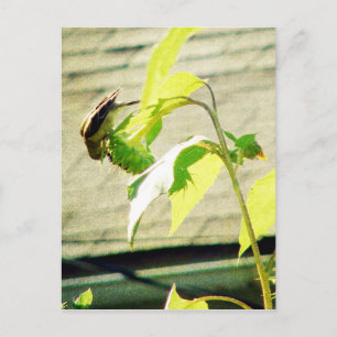 Postal Golfinch y Sunflower