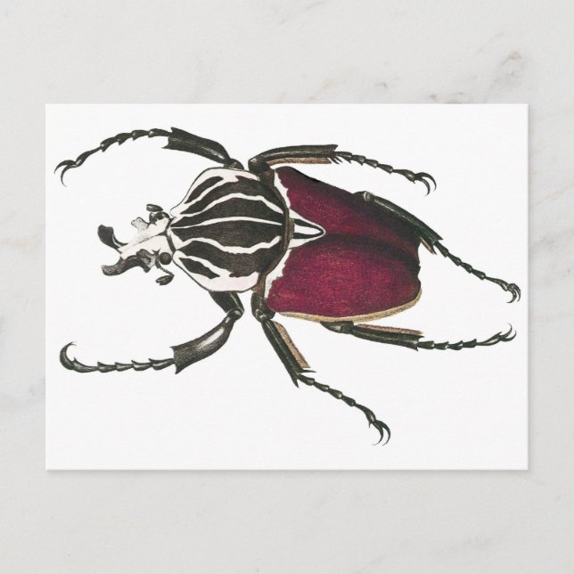 Postal Goliath Beetle (Anverso)