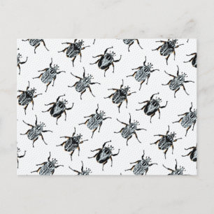 Postal Goliath Beetles