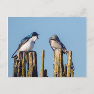 Postal Golondrina bicolor macho y hembra
