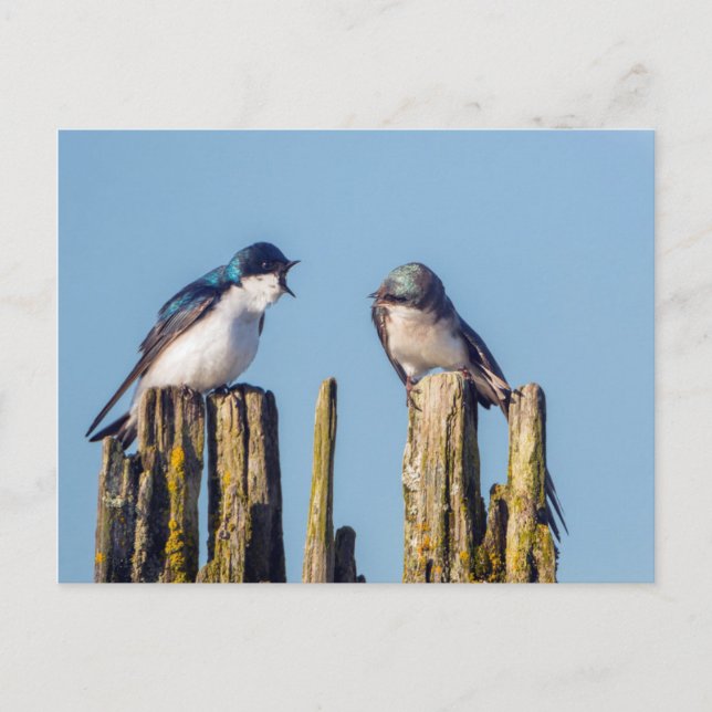 Postal Golondrina bicolor macho y hembra (Anverso)