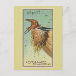 Postal Golondrina común