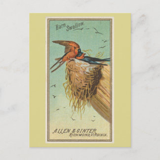 Postal Golondrina común