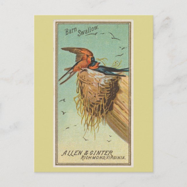 Postal Golondrina común (Anverso)