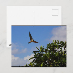 Postal Golondrina común alas abiertas