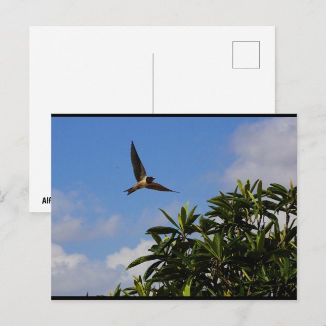 Postal Golondrina común alas abiertas (Anverso / Reverso)