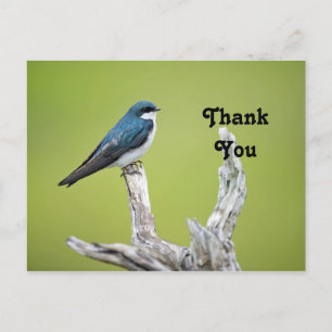 Postal Golondrina de árbol Gracias