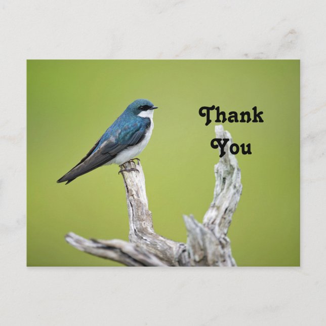 Postal Golondrina de árbol Gracias (Anverso)