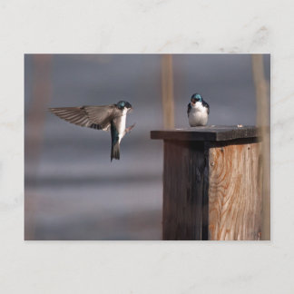 Postal Golondrinas 9659