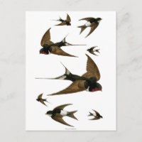 Golondrinas Bandada Aves Vintage