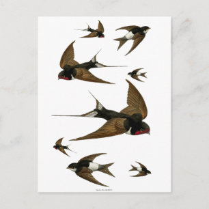 Postal Golondrinas Bandada Aves Vintage