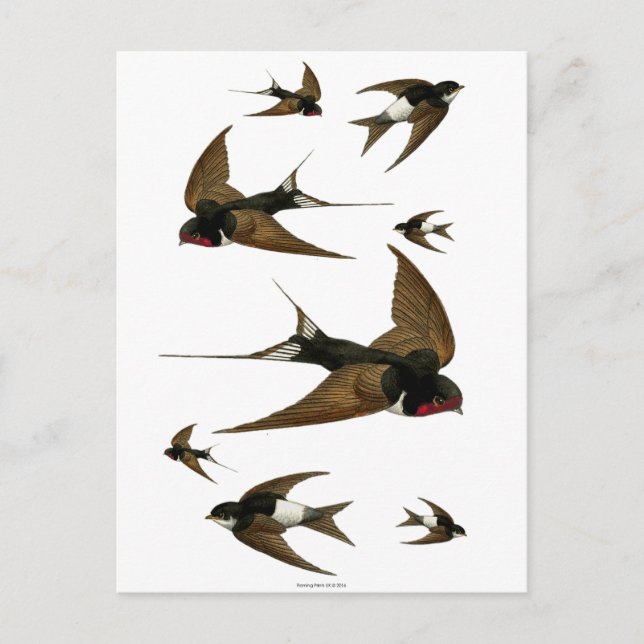 Postal Golondrinas Bandada Aves Vintage (Anverso)