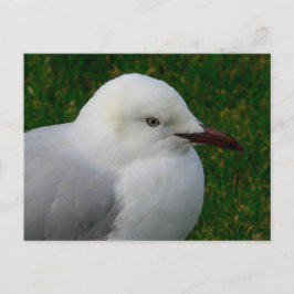 Postal Goma de plata juvenil