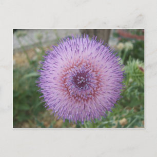 Postal Goma morada de leche