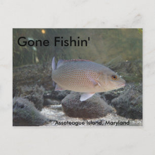 Postal Gone Fishin en la isla de Assateague, MD