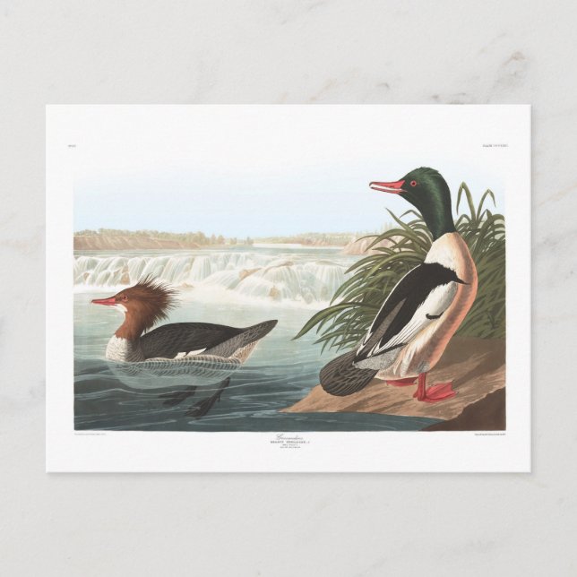 Postal Goosander de Audubon (Anverso)