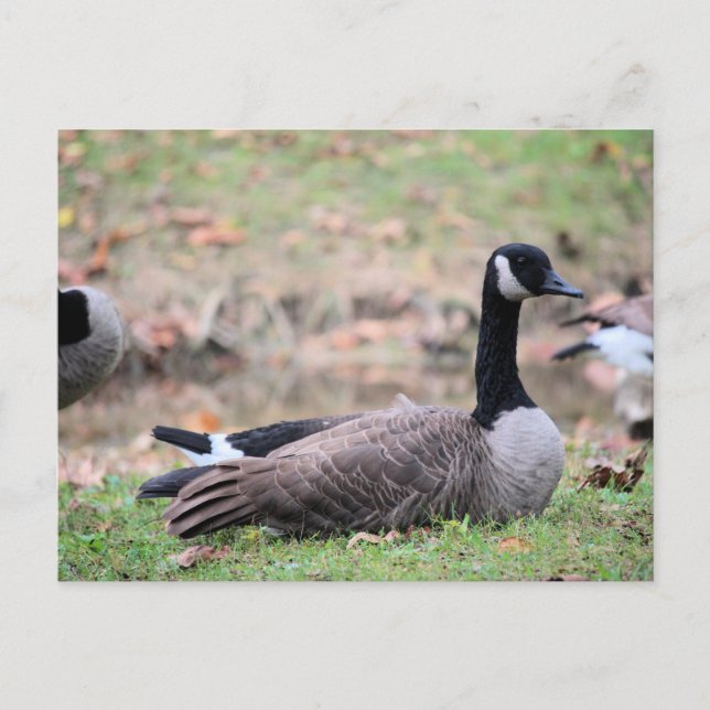 Postal Goose (Anverso)