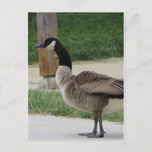 Postal Goose canadiense