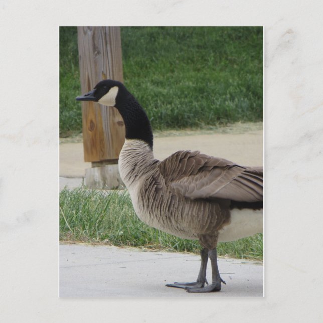 Postal Goose canadiense (Anverso)