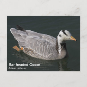 Postal Goose con cabeza de bar