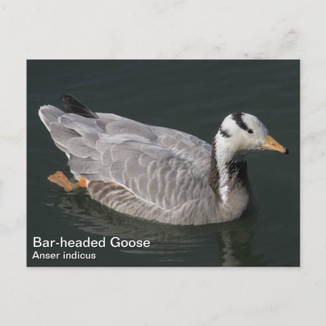 Postal Goose con cabeza de bar (Anverso)
