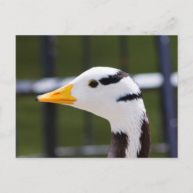 Postal Goose con cabeza de bar (Anverso)