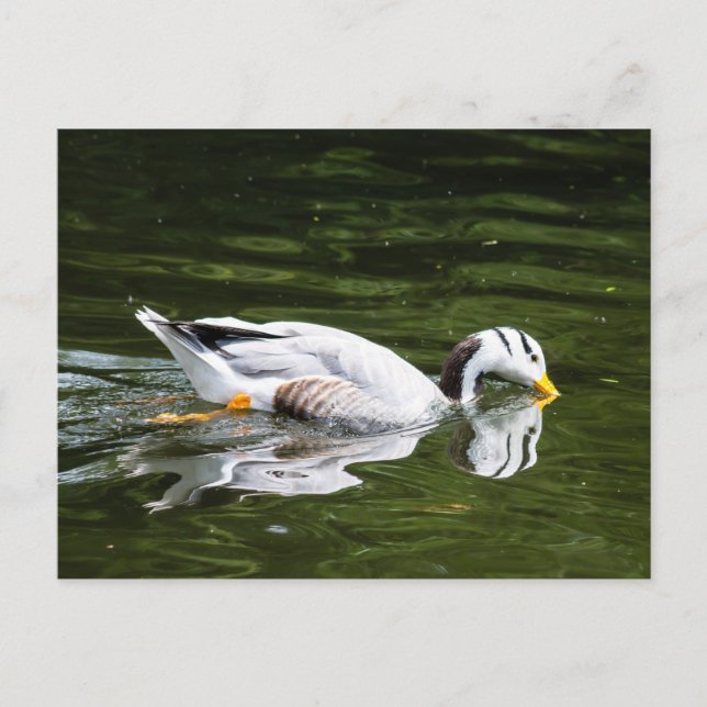 Postal Goose con cabeza de barra (Anverso)