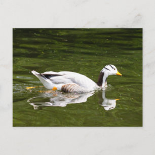 Postal Goose con cabeza de barra