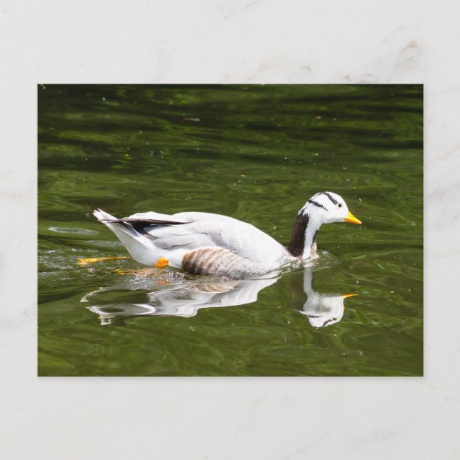 Postal Goose con cabeza de barra (Anverso)