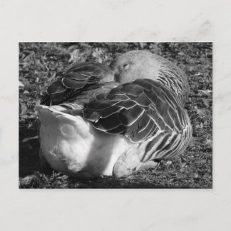 Postal Goose de grisáceo esbelto (negro y blanco)